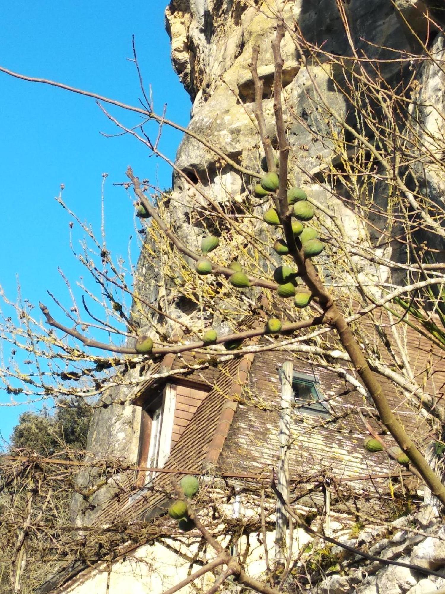 Maison Les Glycines La Roque-Gageac Dış mekan fotoğraf